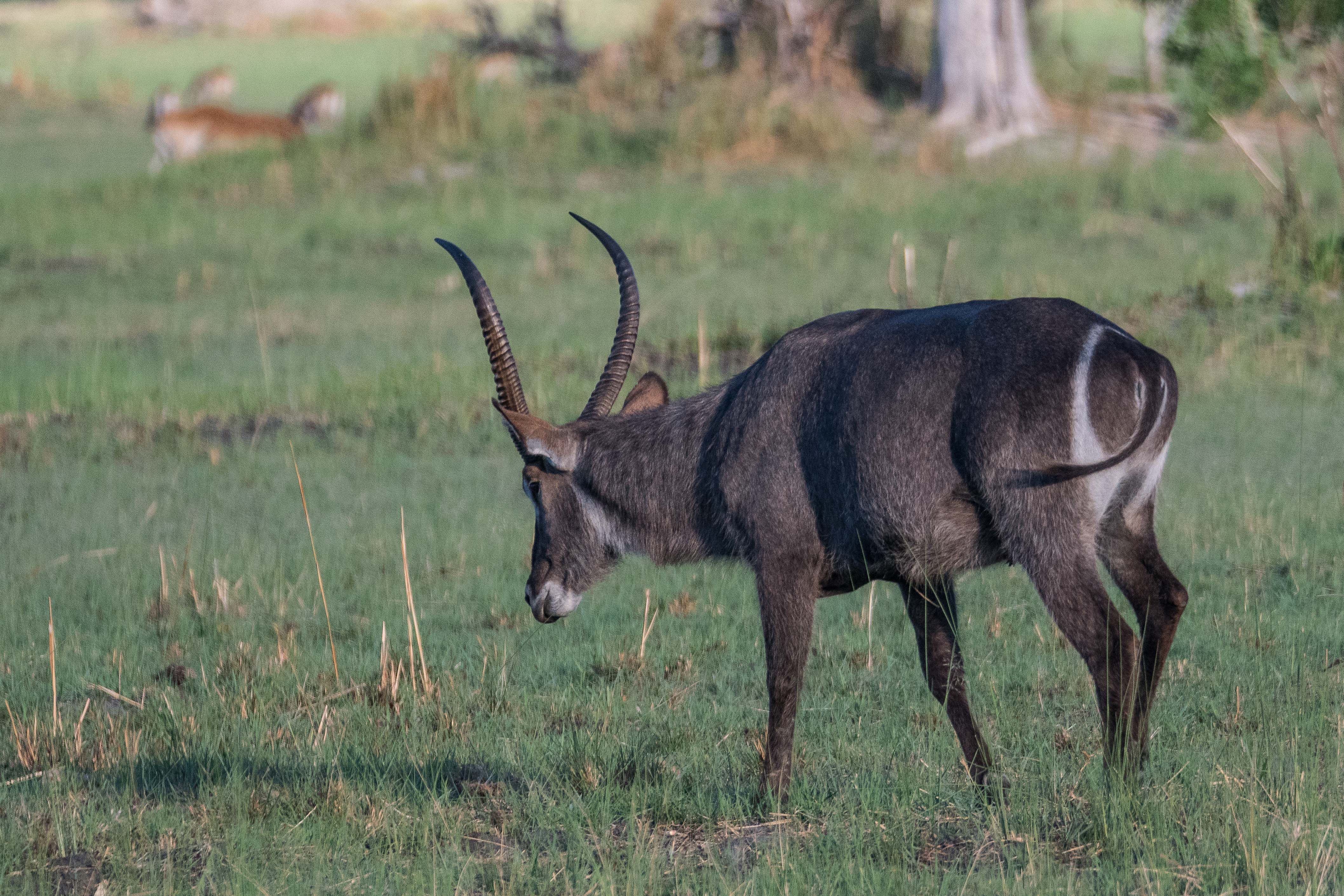 Cobe à croissant (Waterbuck, Kobus ellipsiprymnus ssp ellipsiprymnus), mâle adulte, Shinde, Delta de l'Okawango, Botswana.